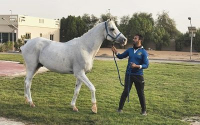 Le secteur équin wallon s'exporte à Dubaï