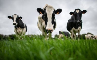 Climat: les agriculteurs néerlandais au pied du mur