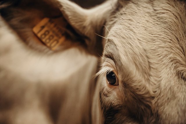 Aux Etats-Unis, le prix du boeuf de plus en plus difficile à digérer