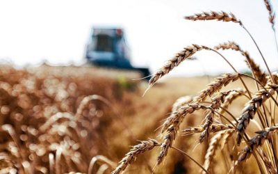 Le blé à un niveau jamais atteint sur le marché européen