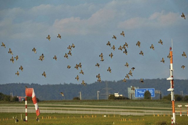 Aviation: les oiseaux font des dégâts